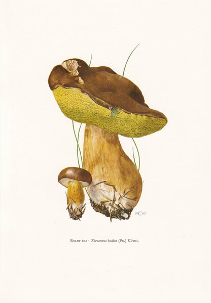 1960s BAY BOLETE MUSHROOM Print - Mushroom Wall Art - Cottagecore - Xerocomus badius - Mushroom Decor - 7.5 x 10.6 Inches
