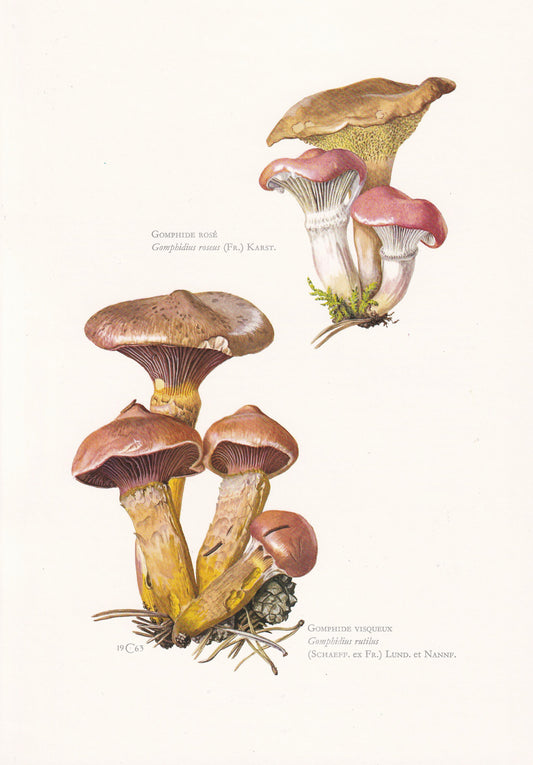 1960s COPPER SPIKE MUSHROOM Print & Rosy Spike-Cap Mushroom - Mushroom Wall Art - Cottagecore - Mushroom Decor - 7.5 x 10.6 Inches