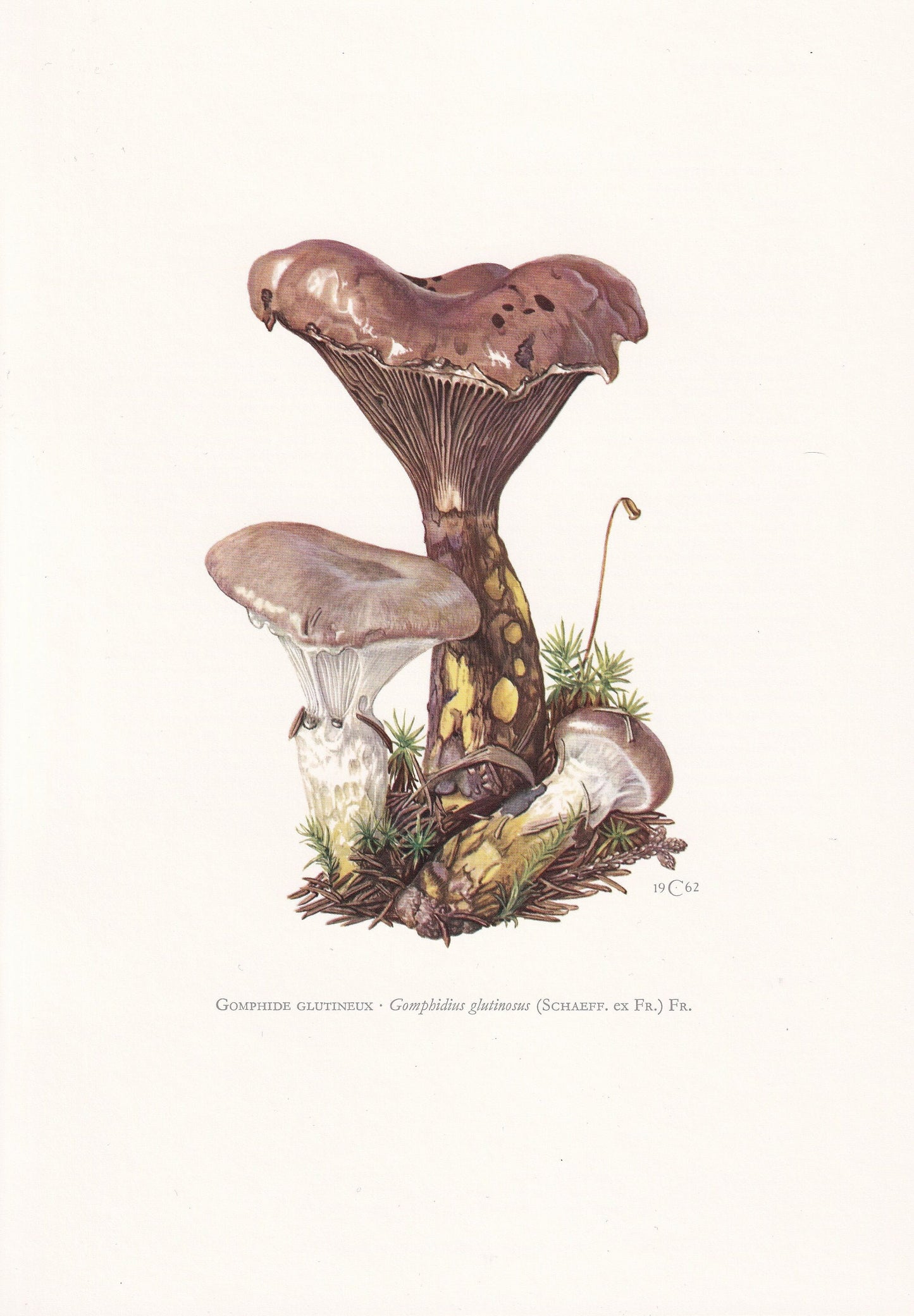 1960s SLIMY SPIKE MUSHROOM Print - Mushroom Wall Art - Cottagecore - Gomphidius glutinosus - Mushroom Decor - 7.5 x 10.6 Inches