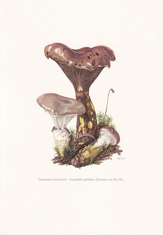 1960s SLIMY SPIKE MUSHROOM Print - Mushroom Wall Art - Cottagecore - Gomphidius glutinosus - Mushroom Decor - 7.5 x 10.6 Inches