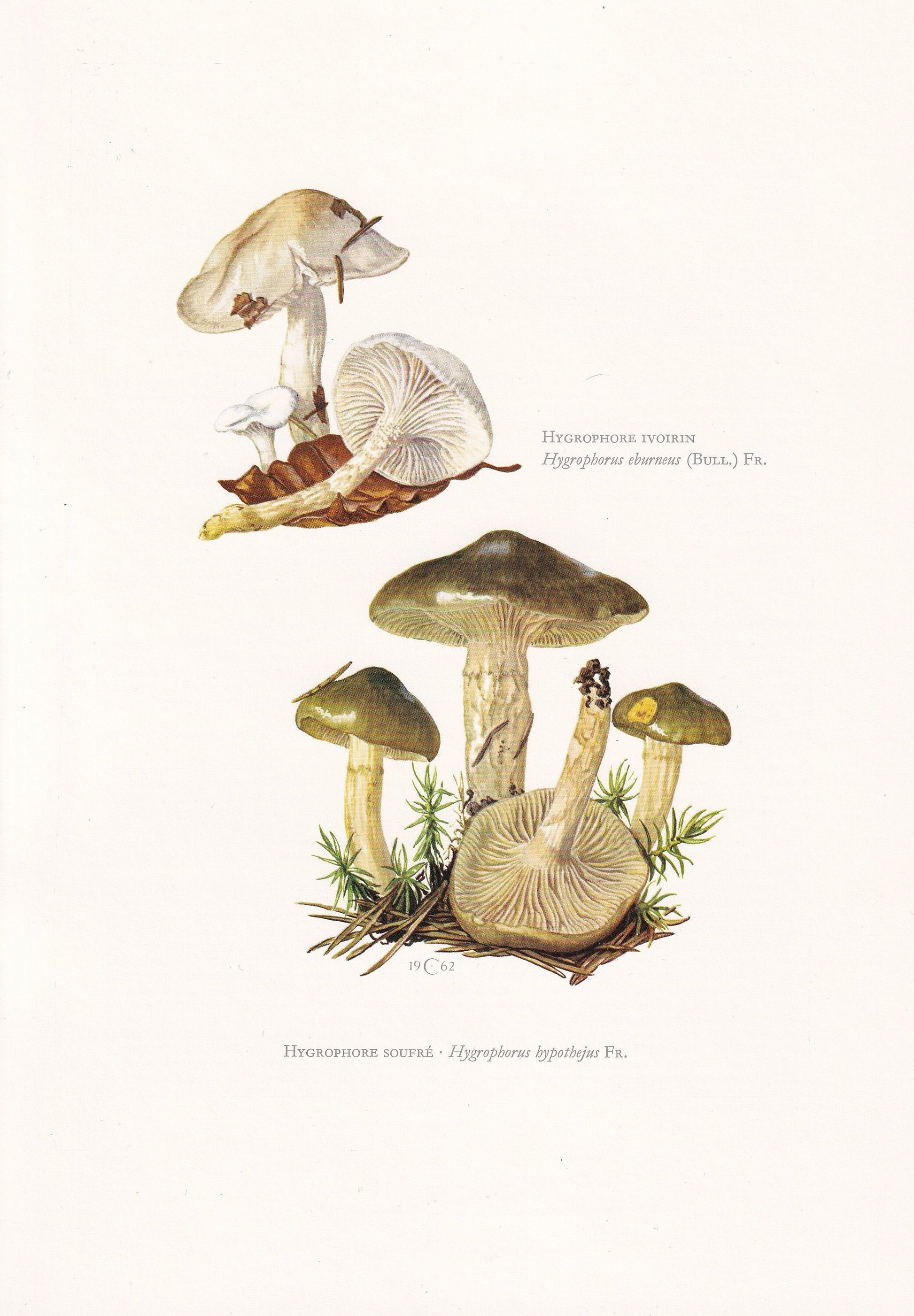 1960s HERALD Of WINTER MUSHROOM Print & Ivory Woodwax Mushroom - Mushroom Wall Art - Cottagecore - Mushroom Decor - 7.5 x 10.6 Inches