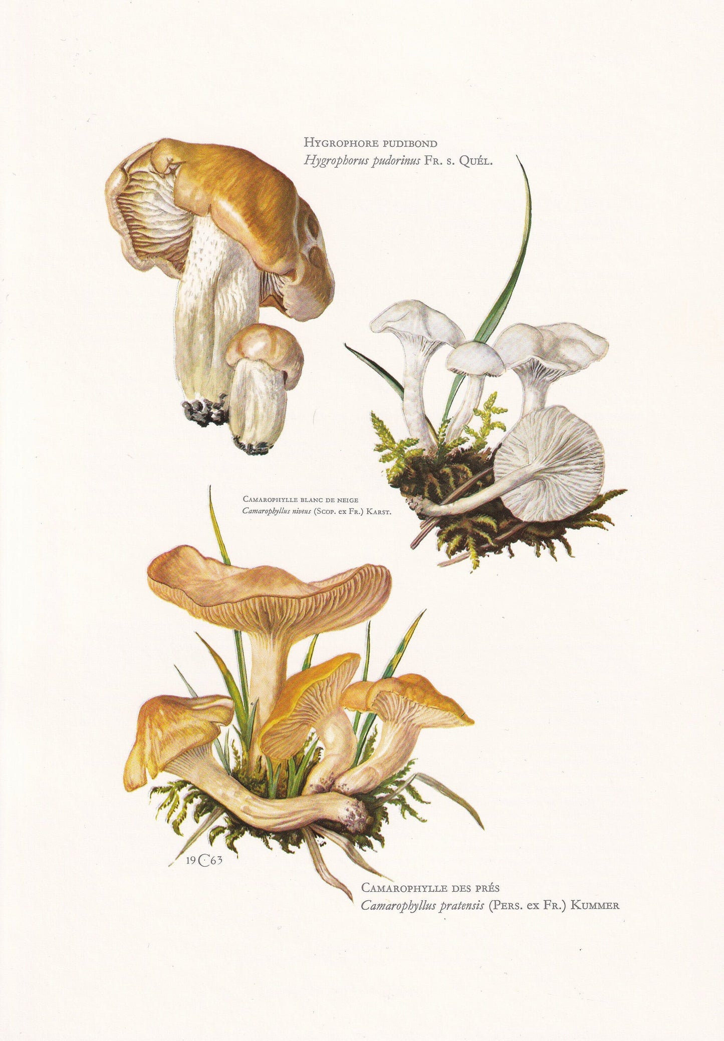 1960s BLUSHING WAXYCAP MUSHROOM Print - Mushroom Wall Art - Hygrophorus pudorinus - Cottagecore - Mushroom Decor - 7.5 x 10.6 Inches