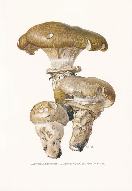 1960s IMPERIAL MUSHROOM Print - Mushroom Wall Art - Cottagecore - Catathelasma imperiale - Mushroom Decor - 7.5 x 10.6 Inches