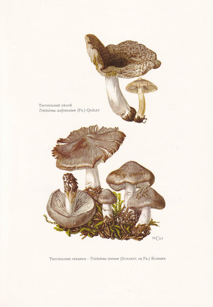 1960s GREY KNIGHT MUSHROOM Print - Mushroom Wall Art - Cottagecore - Tricholoma terreum - Mushroom Decor - 7.5 x 10.6 Inches