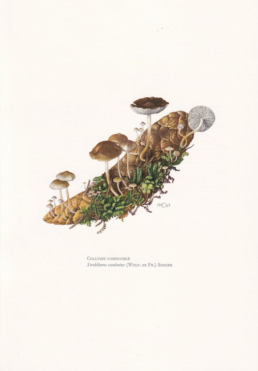 1960s SPRUCECONE CAP MUSHROOM Print - Mushroom Wall Art - Cottagecore - Strobilurus esculentus - Mushroom Decor - 7.5 x 10.6 Inches