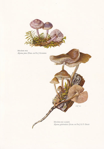 1960s COMMON BONNET MUSHROOM Print & Lilac Bonnet Mushroom - Mushroom Wall Art - Cottagecore - Mushroom Decor - 7.5 x 10.6 Inches