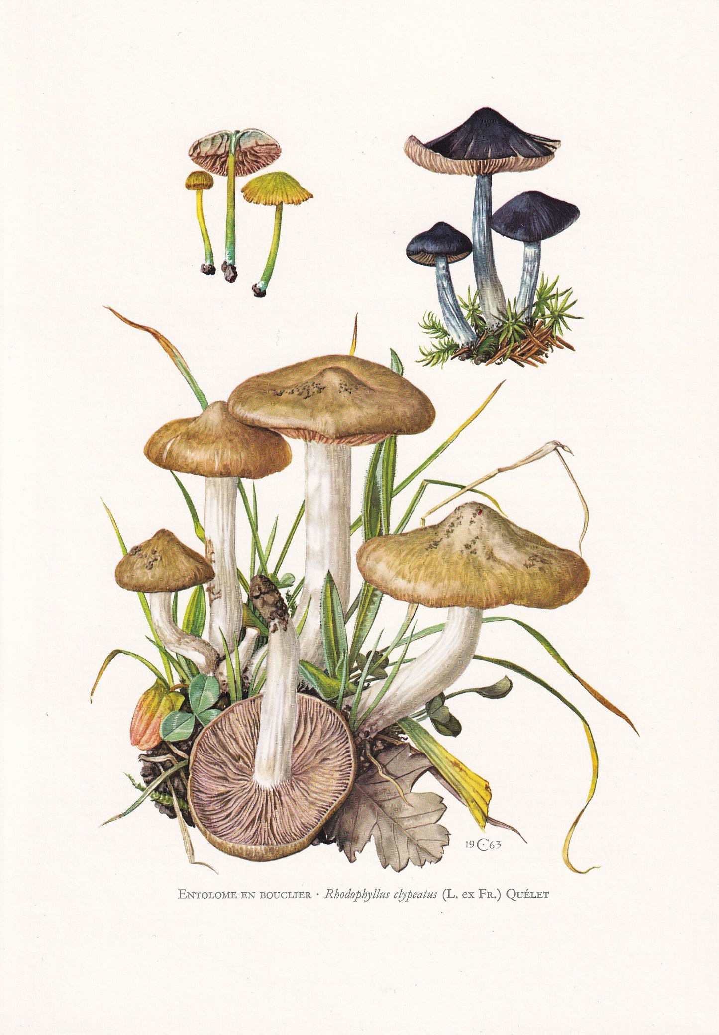 1960s SHIELD PINKGILL MUSHROOM Print - Mushroom Wall Art - Cottagecore - Rhodophyllus clypeatus - Mushroom Decor - 7.5 x 10.6 Inches