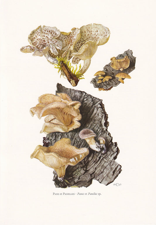 1960s LENTINUS STRIGOSUS MUSHROOM Print - Mushroom Wall Art - Cottagecore - Mushroom Decor - 7.5 x 10.6 Inches