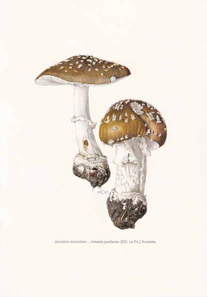 1960s PANTHER CAP MUSHROOM Print - Mushroom Wall Art - Cottagecore - Amanita pantherina - Mushroom Decor - 7.5 x 10.6 Inches