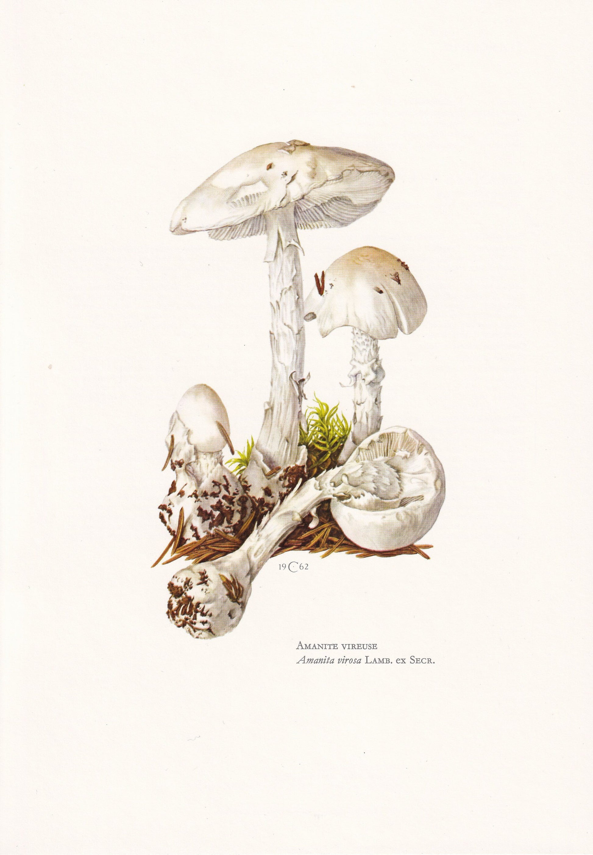 1960s DESTROYING ANGEL MUSHROOM Print - Mushroom Wall Art - Cottagecore - Amanita virosa - Mushroom Decor - 7.5 x 10.6 Inches