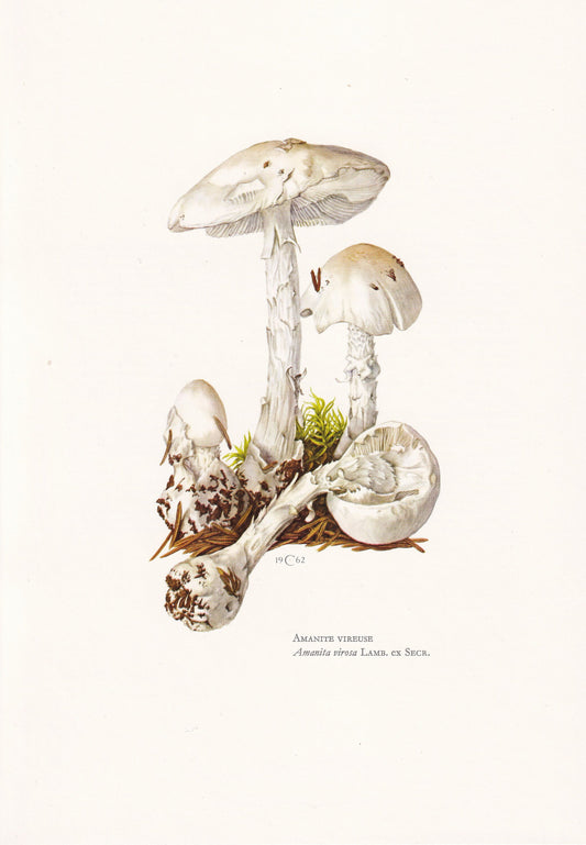 1960s DESTROYING ANGEL MUSHROOM Print - Mushroom Wall Art - Cottagecore - Amanita virosa - Mushroom Decor - 7.5 x 10.6 Inches