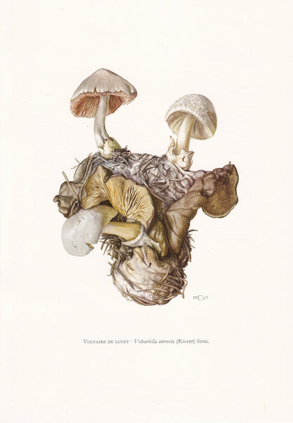 1960s PIGGYBACK ROSEGILL MUSHROOM Print - Mushroom Wall Art - Cottagecore - Volvariella surrecta - Mushroom Decor - 7.5 x 10.6 Inches