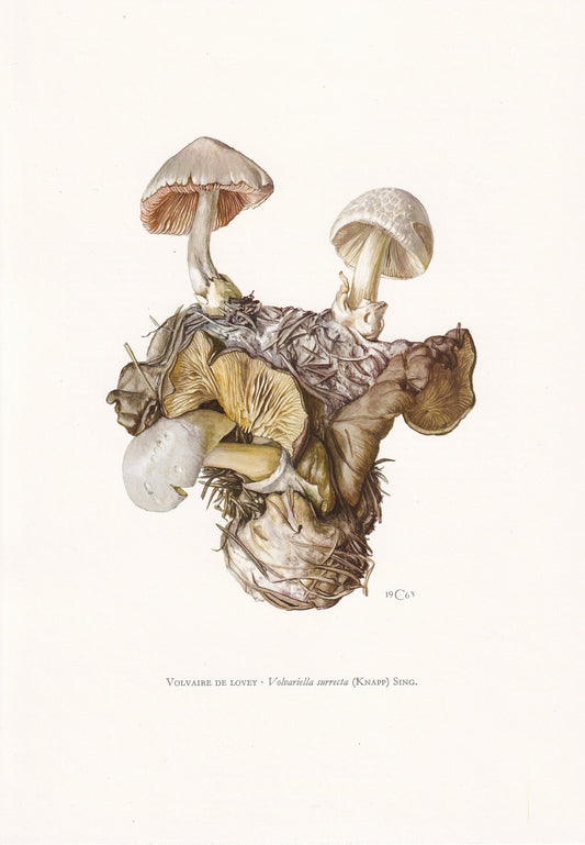 1960s PIGGYBACK ROSEGILL MUSHROOM Print - Mushroom Wall Art - Cottagecore - Volvariella surrecta - Mushroom Decor - 7.5 x 10.6 Inches