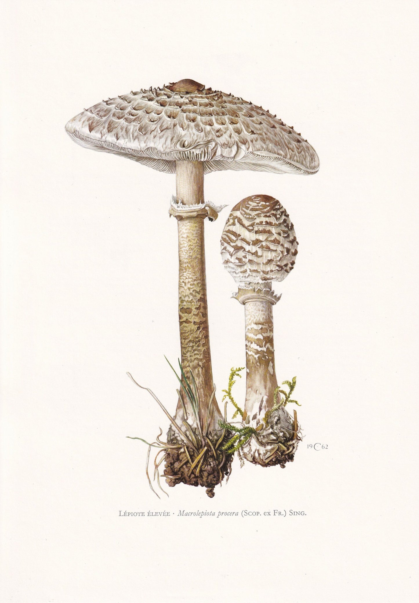 1960s PARASOL MUSHROOM Print - Mushroom Wall Art - Cottagecore - Macrolepiota procera - Mushroom Decor - 7.5 x 10.6 Inches