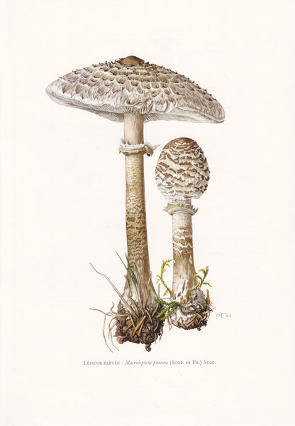 1960s PARASOL MUSHROOM Print - Mushroom Wall Art - Cottagecore - Macrolepiota procera - Mushroom Decor - 7.5 x 10.6 Inches