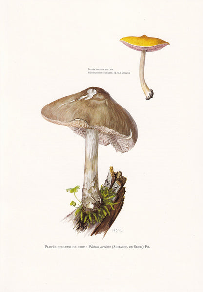 1960s DEER MUSHROOM Print - Mushroom Wall Art - Cottagecore - Pluteus cervinus - Mushroom Decor - 7.5 x 10.6 Inches