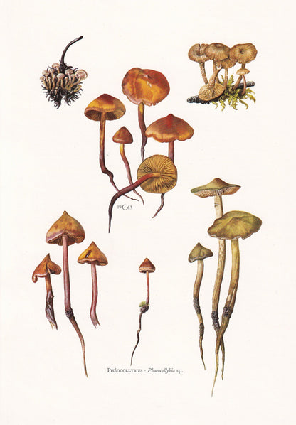 1960s PHAEOCOLLYBIA MUSHROOMS Print - Mushroom Wall Art - Cottagecore - Phaeocollybia genus - Mushroom Decor - 7.5 x 10.6 Inches