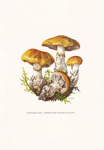 1960s CONTRARY WEBCAP MUSHROOM Print - Mushroom Wall Art - Cottagecore - Cortinarius varius - Mushroom Decor - 7.5 x 10.6 Inches