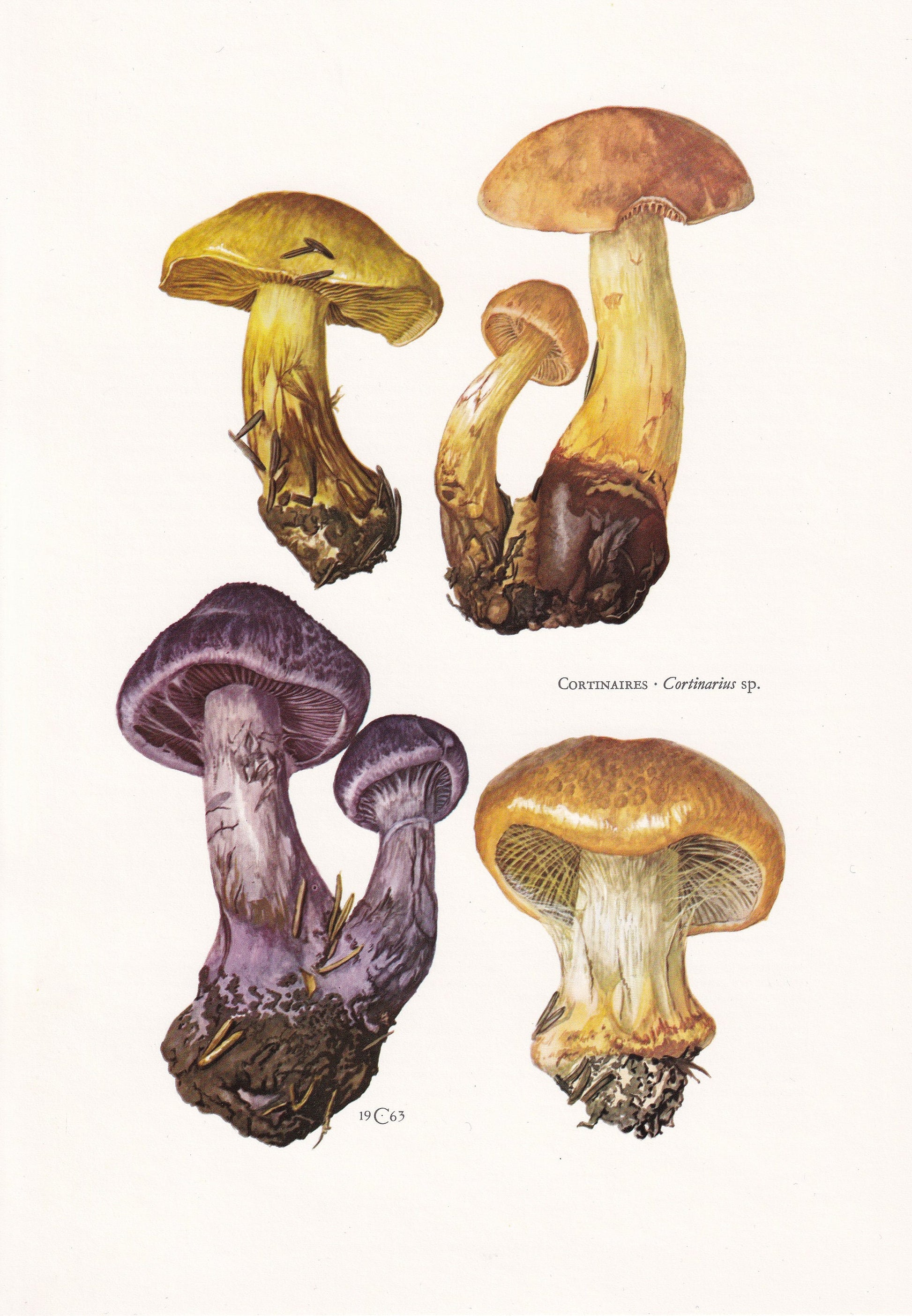 1960s CORTINARIUS MUSHROOMS Print - Mushroom Wall Art - Cottagecore - Cortinarius genus - Mushroom Decor - 7.5 x 10.6 Inches