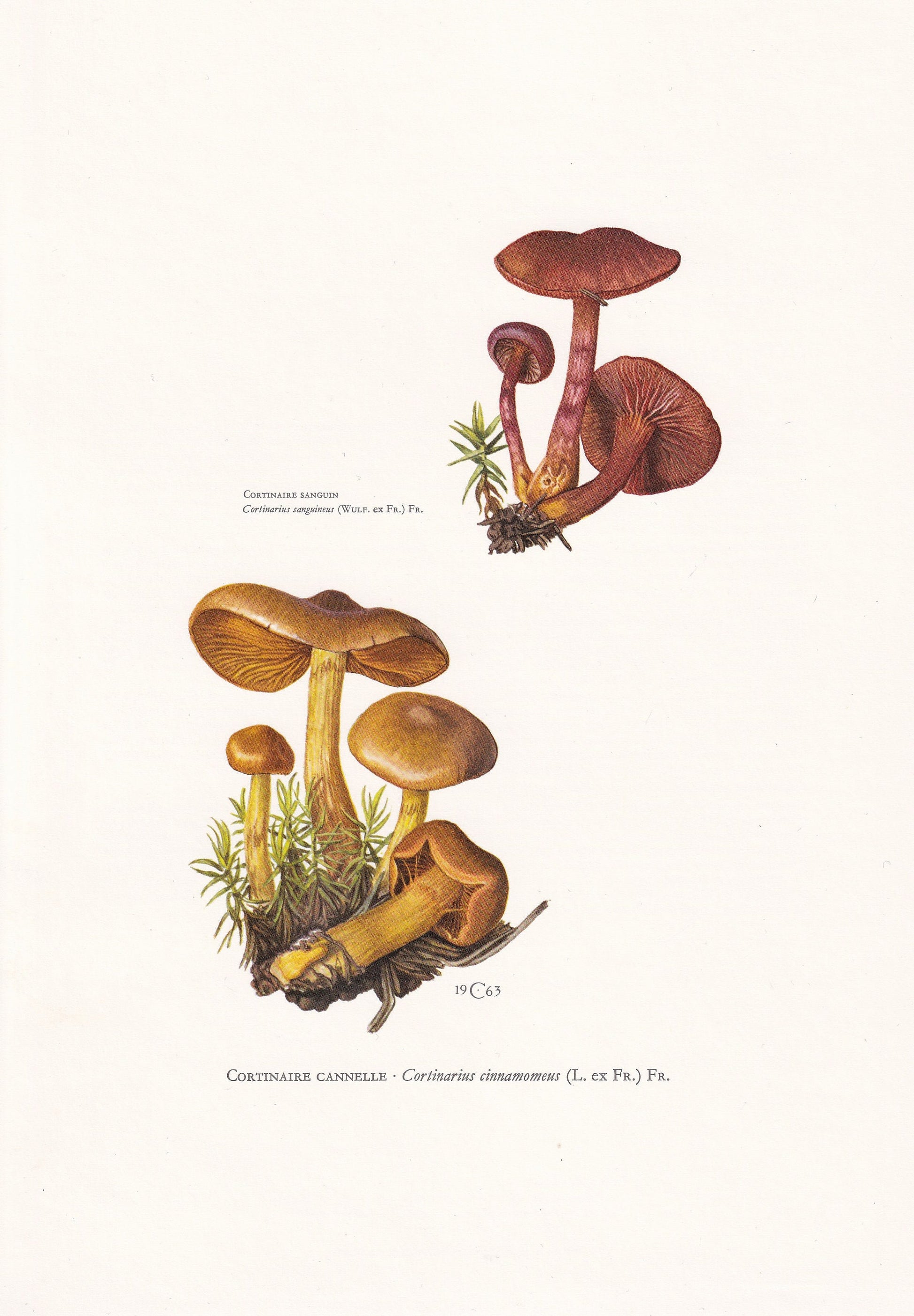 1960s CINNAMON WEBCAP MUSHROOM Print - Mushroom Wall Art - Cottagecore - Cortinarius cinnamomeus - Mushroom Decor - 7.5 x 10.6 Inches