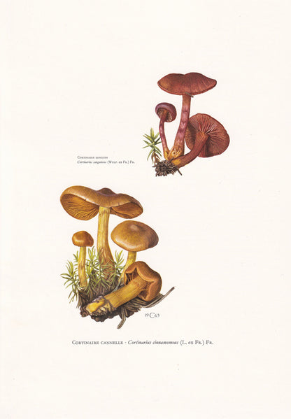 1960s CINNAMON WEBCAP MUSHROOM Print - Mushroom Wall Art - Cottagecore - Cortinarius cinnamomeus - Mushroom Decor - 7.5 x 10.6 Inches