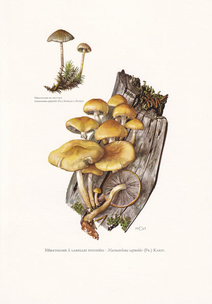 1960s CONIFER TUFT MUSHROOM Print - Mushroom Wall Art - Cottagecore - Hypholoma capnoides - Mushroom Decor - 7.5 x 10.6 Inches