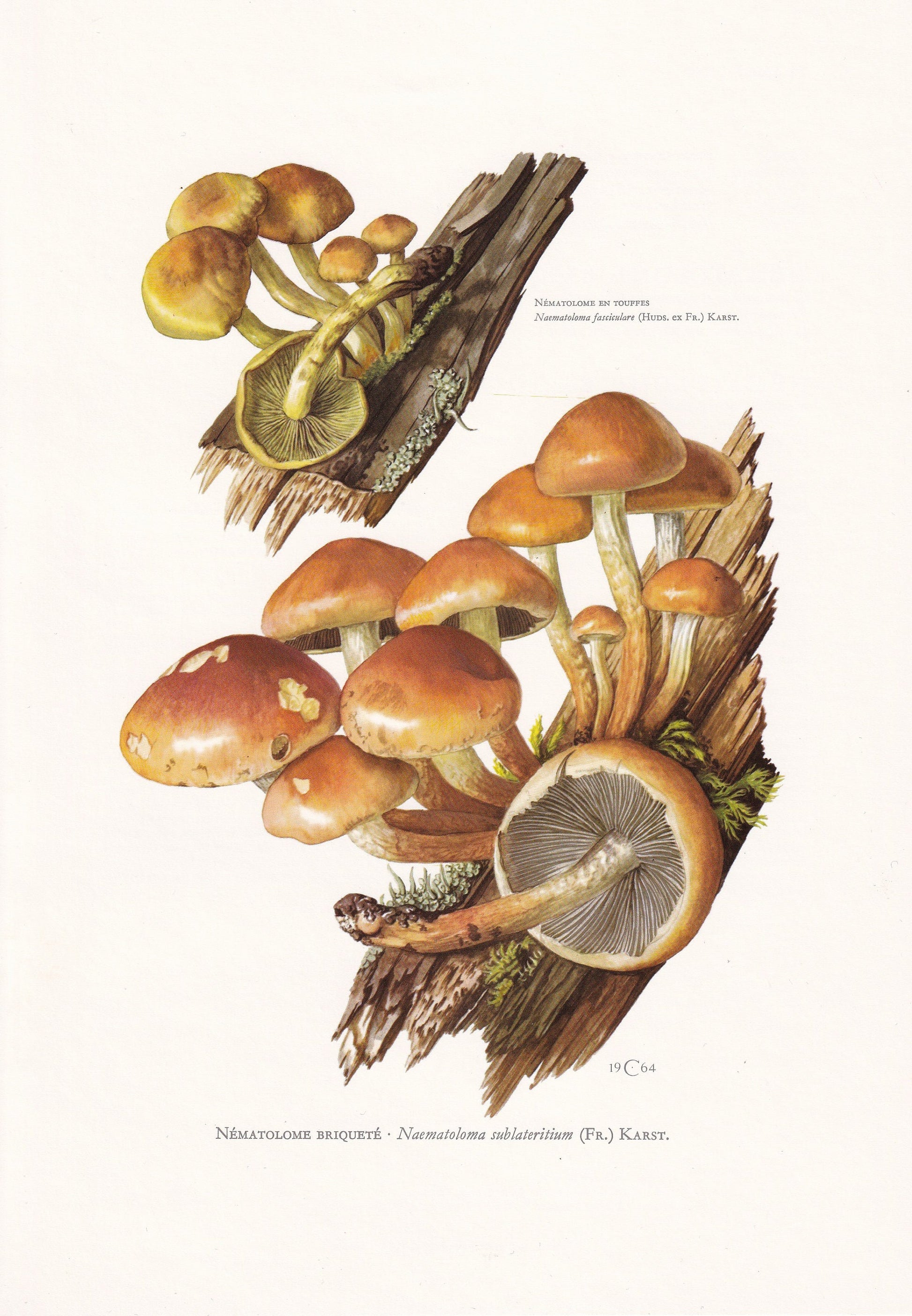 1960s BRICK CAP MUSHROOM Print - Mushroom Wall Art - Cottagecore - Hypholoma sublateritium - Mushroom Decor - 7.5 x 10.6 Inches