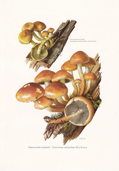 1960s BRICK CAP MUSHROOM Print - Mushroom Wall Art - Cottagecore - Hypholoma sublateritium - Mushroom Decor - 7.5 x 10.6 Inches