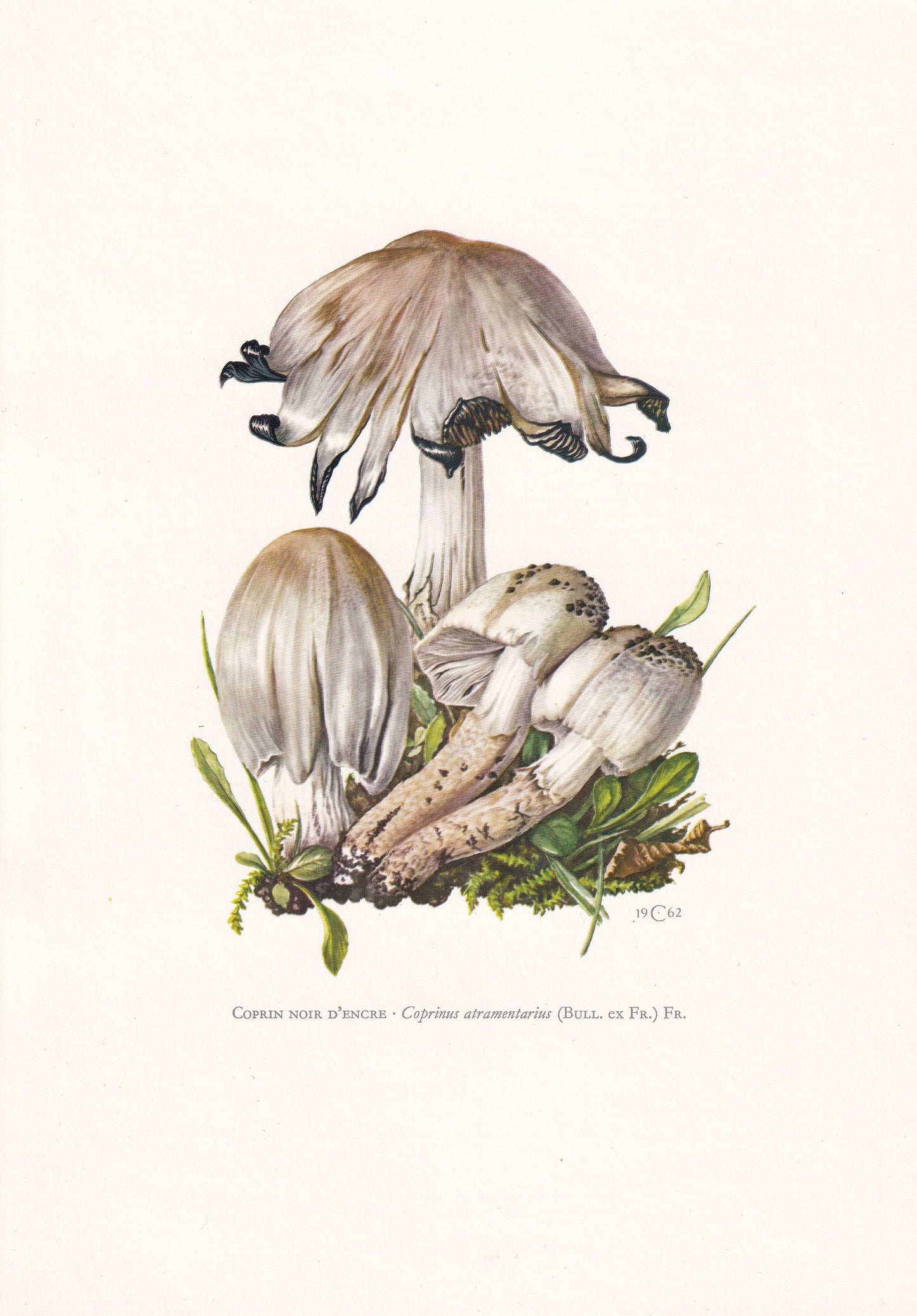 1960s COMMON INKCAP MUSHROOM Print - Mushroom Wall Art - Wall Art - Coprinus atramentarius - Mushroom Decor - 7.5 x 10.6 Inches
