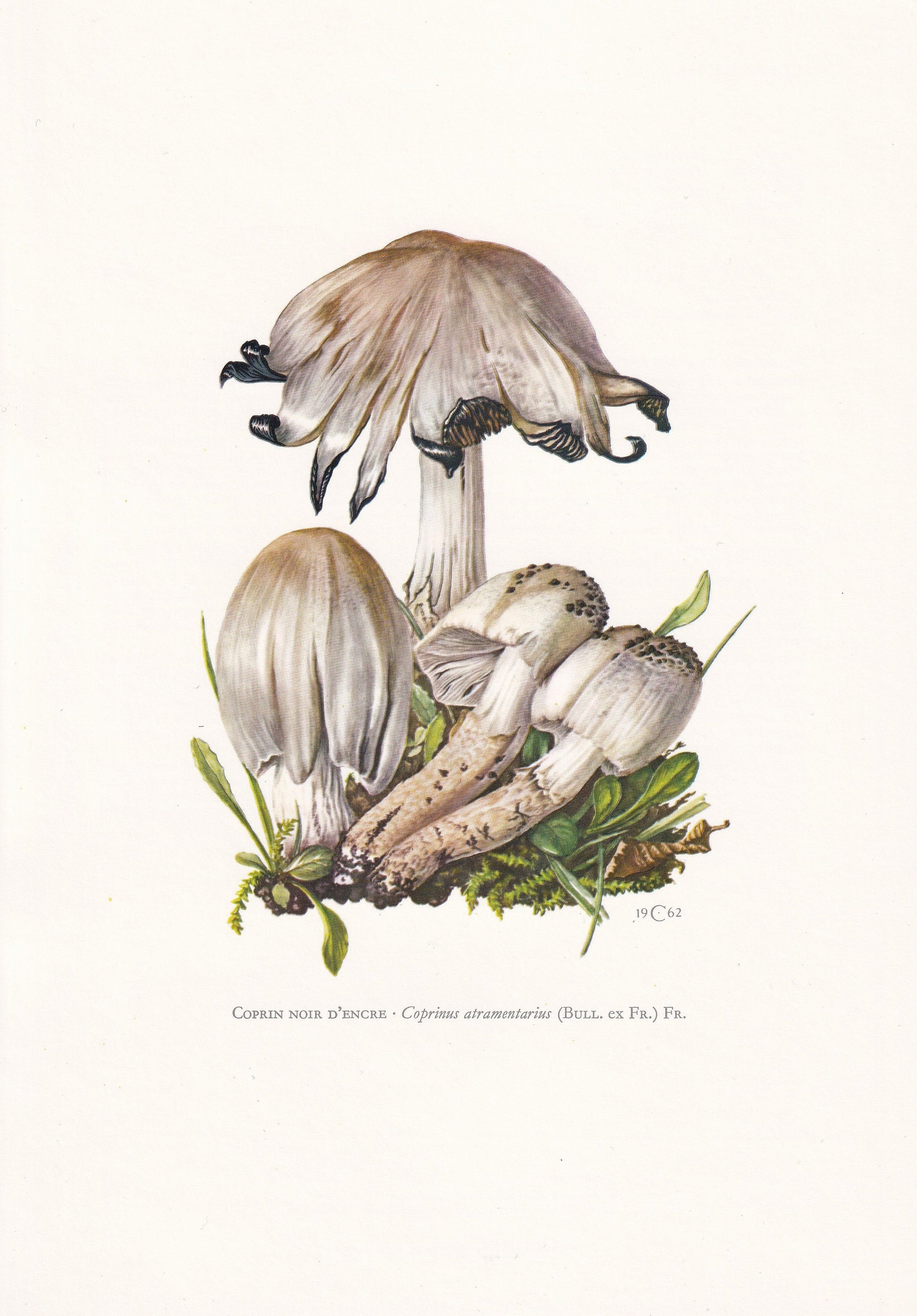 1960s COMMON INKCAP MUSHROOM Print - Mushroom Wall Art - Wall Art - Coprinus atramentarius - Mushroom Decor - 7.5 x 10.6 Inches