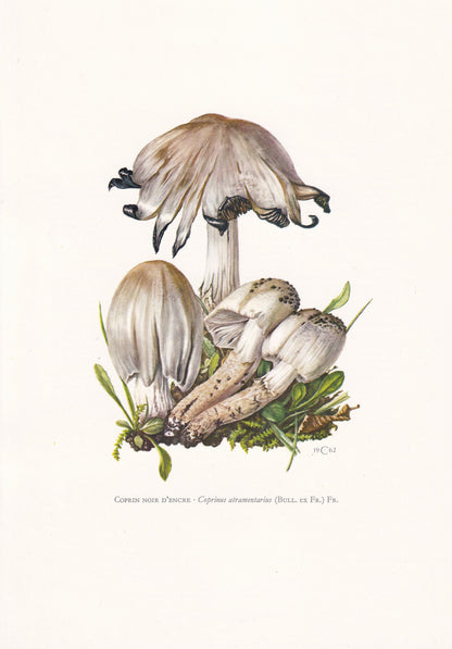 1960s COMMON INKCAP MUSHROOM Print - Mushroom Wall Art - Wall Art - Coprinus atramentarius - Mushroom Decor - 7.5 x 10.6 Inches