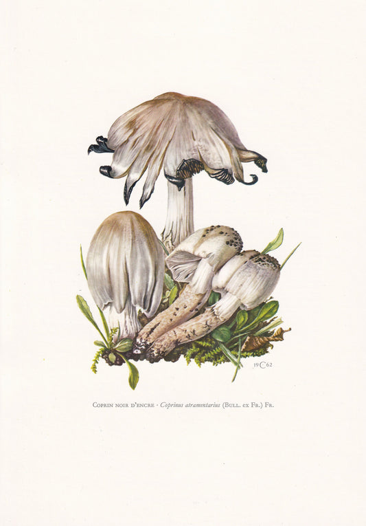 1960s COMMON INKCAP MUSHROOM Print - Mushroom Wall Art - Wall Art - Coprinus atramentarius - Mushroom Decor - 7.5 x 10.6 Inches