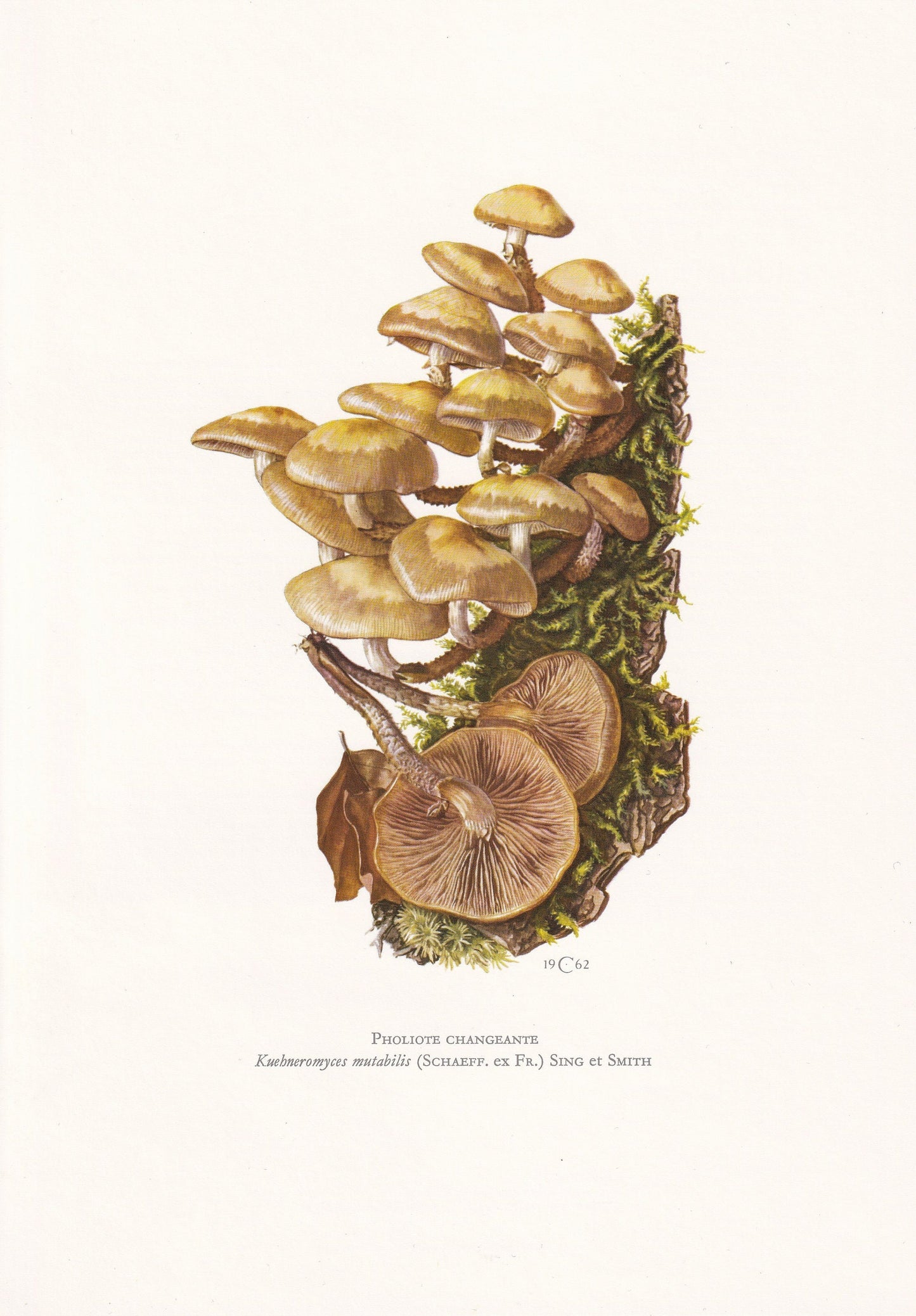 1960s SHEATHED WOODTUFT MUSHROOM Print - Mushroom Wall Art - Wall Art - Kuehneromyces mutabilis - Mushroom Decor - 7.5 x 10.6 Inches