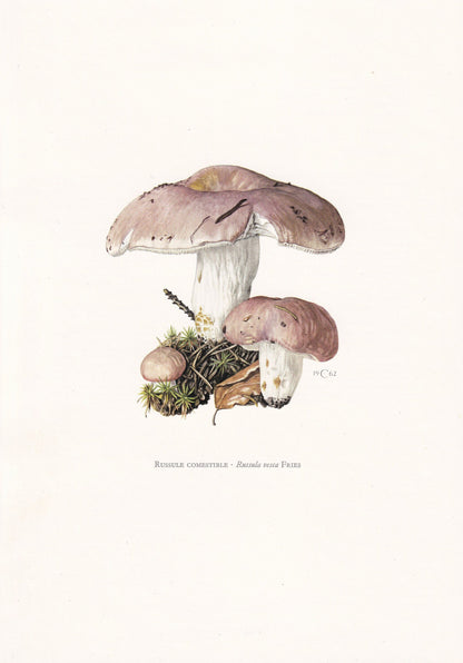 1960s FLIRT BRITTLEGILL MUSHROOM Print - Mushroom Wall Art - Wall Art - Russula vesca - Mushroom Decor - 7.5 x 10.6 Inches