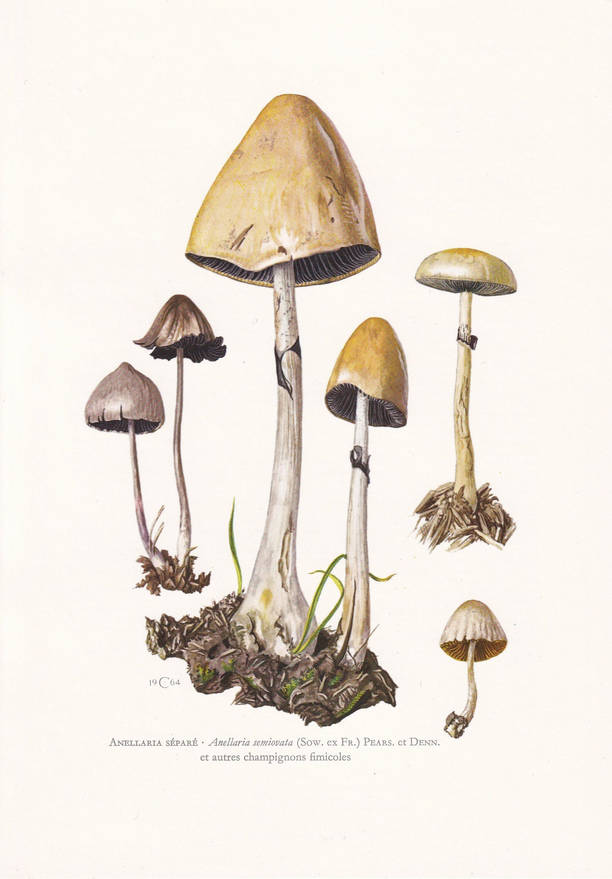 1960s EGGHEAD MOTTLEGILL MUSHROOM Print - Mushroom Wall Art - Wall Art - Panaeolus semiovatus - Mushroom Decor - 7.5 x 10.6 Inches