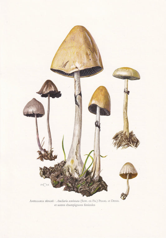 1960s EGGHEAD MOTTLEGILL MUSHROOM Print - Mushroom Wall Art - Wall Art - Panaeolus semiovatus - Mushroom Decor - 7.5 x 10.6 Inches