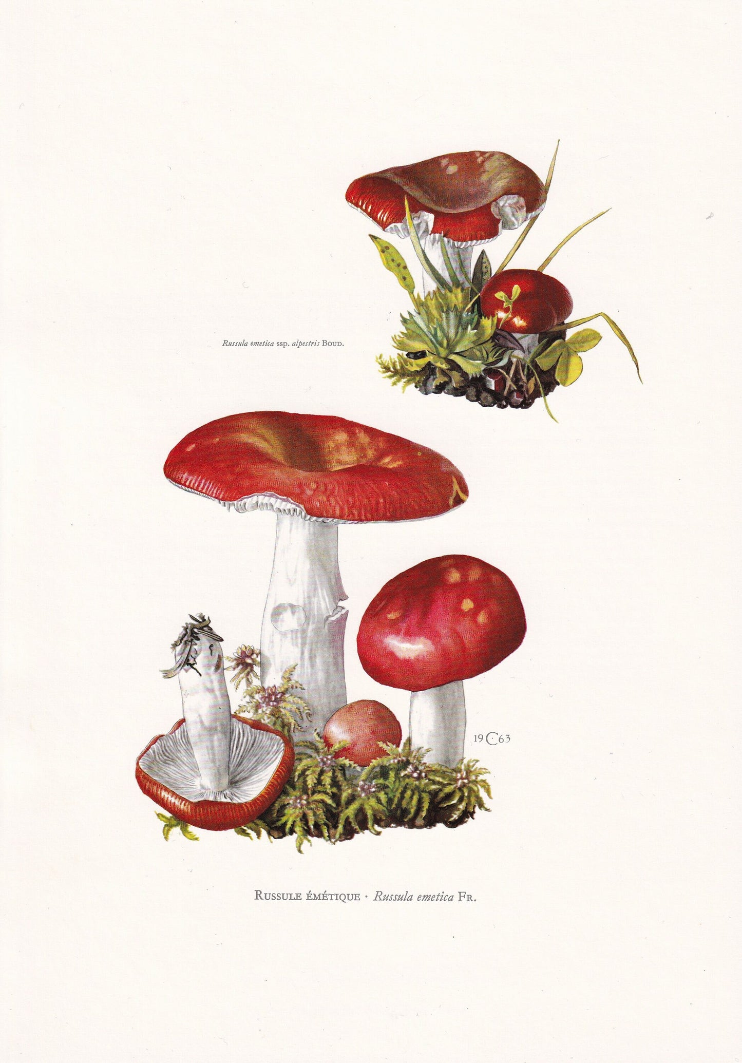 1960s SICKENER MUSHROOM Print - Mushroom Wall Art - Cottagecore - Russula emetica - Mushroom Decor - 7.5 x 10.6 Inches