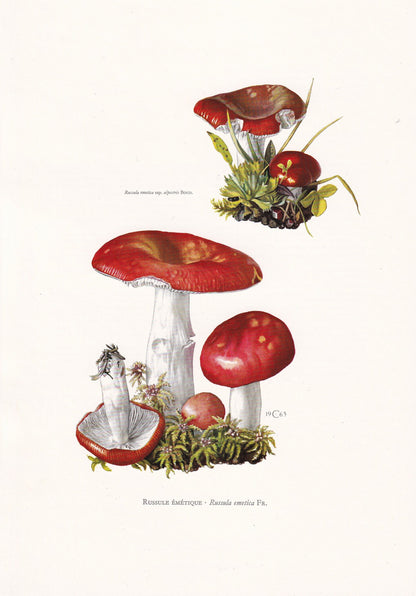 1960s SICKENER MUSHROOM Print - Mushroom Wall Art - Cottagecore - Russula emetica - Mushroom Decor - 7.5 x 10.6 Inches