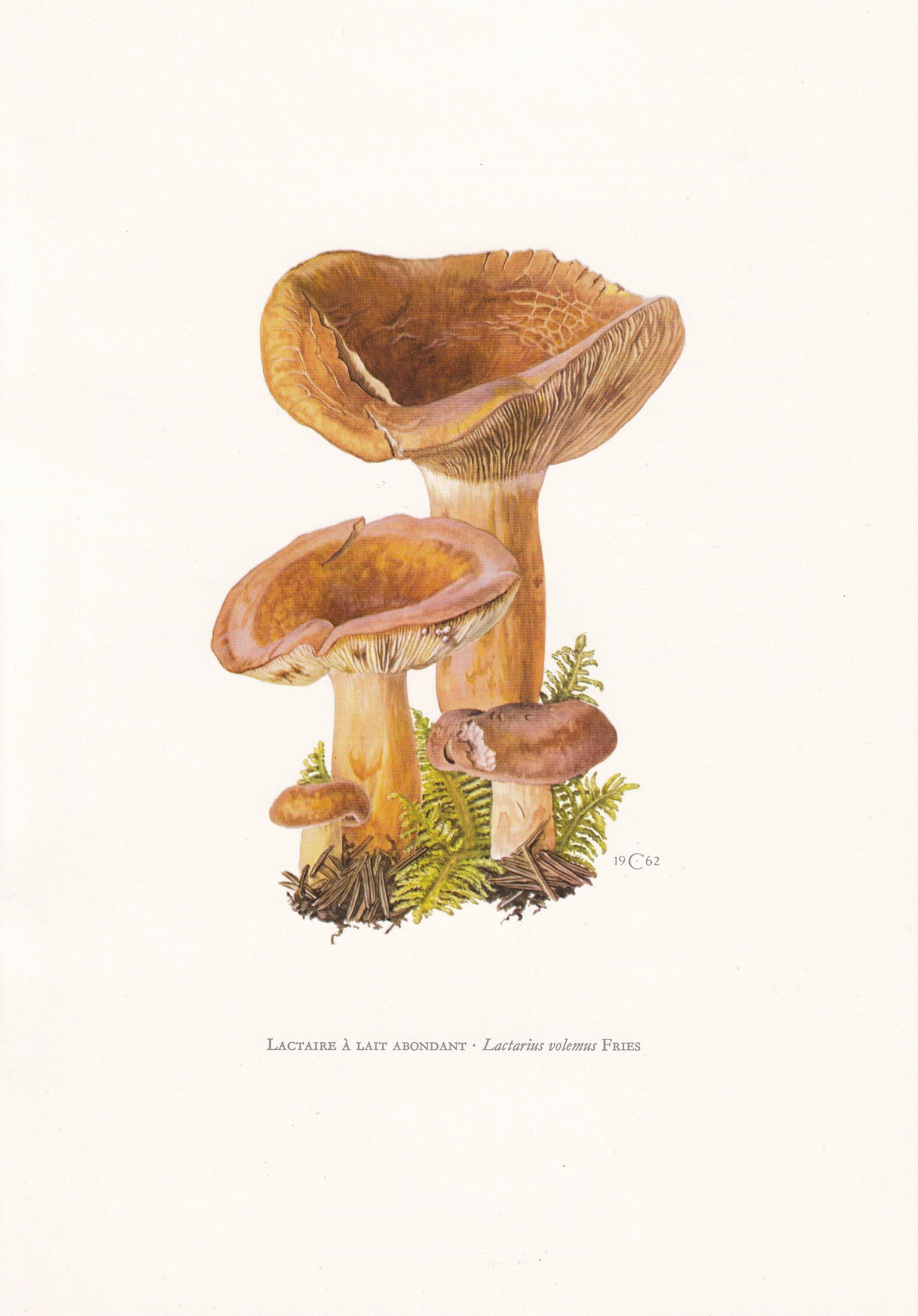 1960s VOLUMINOUS MILKCAP MUSHROOM Print - Mushroom Wall Art - Cottagecore - Lactifluus volemus - Mushroom Decor - 7.5 x 10.6 Inches