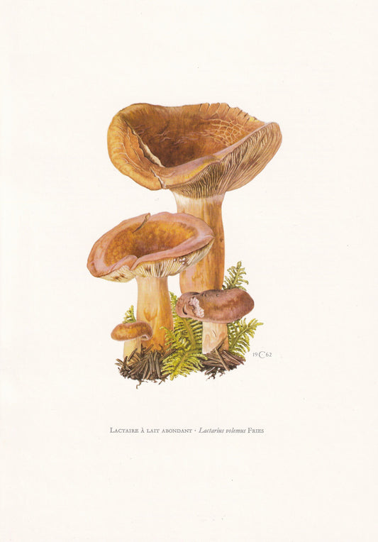 1960s VOLUMINOUS MILKCAP MUSHROOM Print - Mushroom Wall Art - Cottagecore - Lactifluus volemus - Mushroom Decor - 7.5 x 10.6 Inches