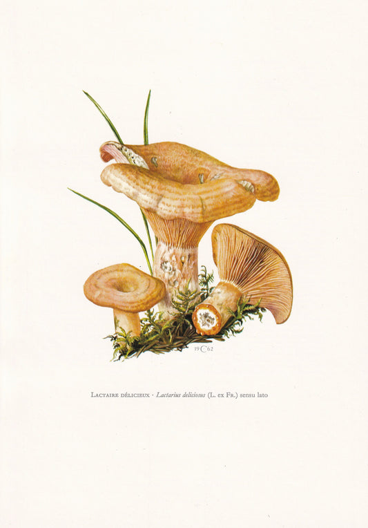 1960s SAFFRON MILKCAP MUSHROOM Print - Mushroom Wall Art - Cottagecore - Lactarius deliciosus - Mushroom Decor - 7.5 x 10.6 Inches