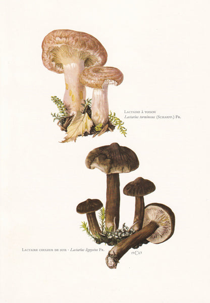1960s MILKCAP MUSHROOMS Print - Mushroom Wall Art - Cottagecore - Lactarius lignyotus - Mushroom Decor - 7.5 x 10.6 Inches