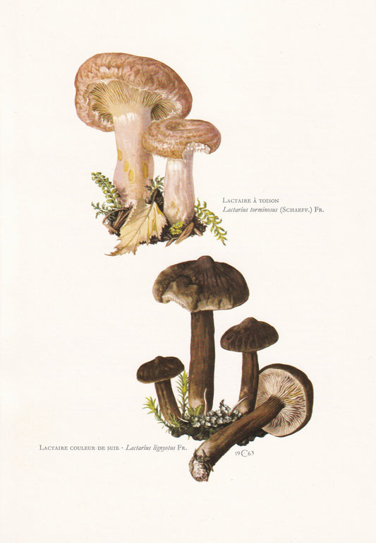 1960s MILKCAP MUSHROOMS Print - Mushroom Wall Art - Cottagecore - Lactarius lignyotus - Mushroom Decor - 7.5 x 10.6 Inches