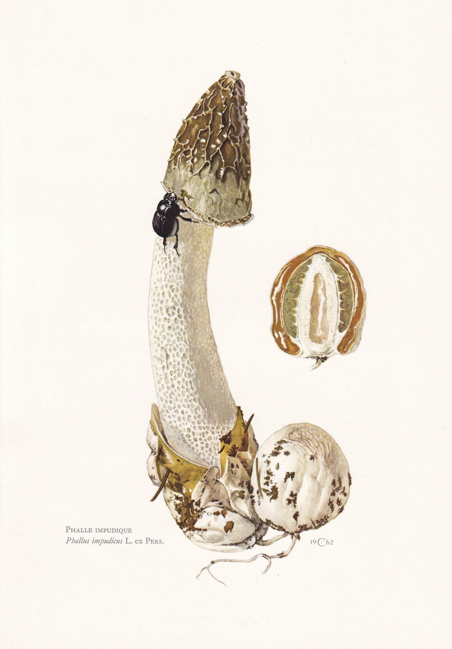 1960s COMMON STINKHORN MUSHROOM Print - Mushroom Wall Art - Cottagecore - Phallus impudicus - Mushroom Decor - 7.5 x 10.6 Inches