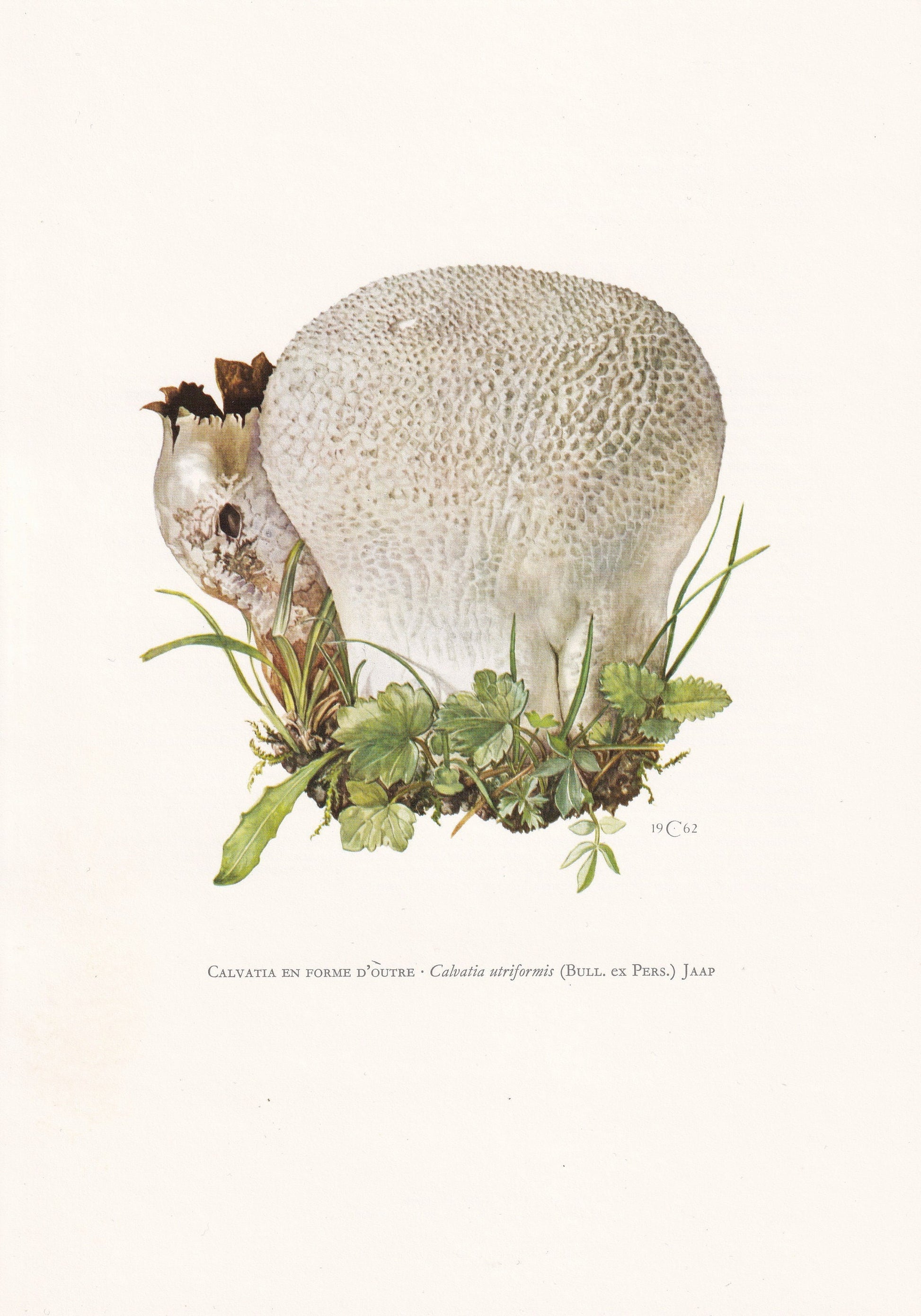 1960s MOSAIC PUFFBALL MUSHROOM Print - Mushroom Wall Art - Cottagecore - Handkea utriformis - Mushroom Decor - 7.5 x 10.6 Inches