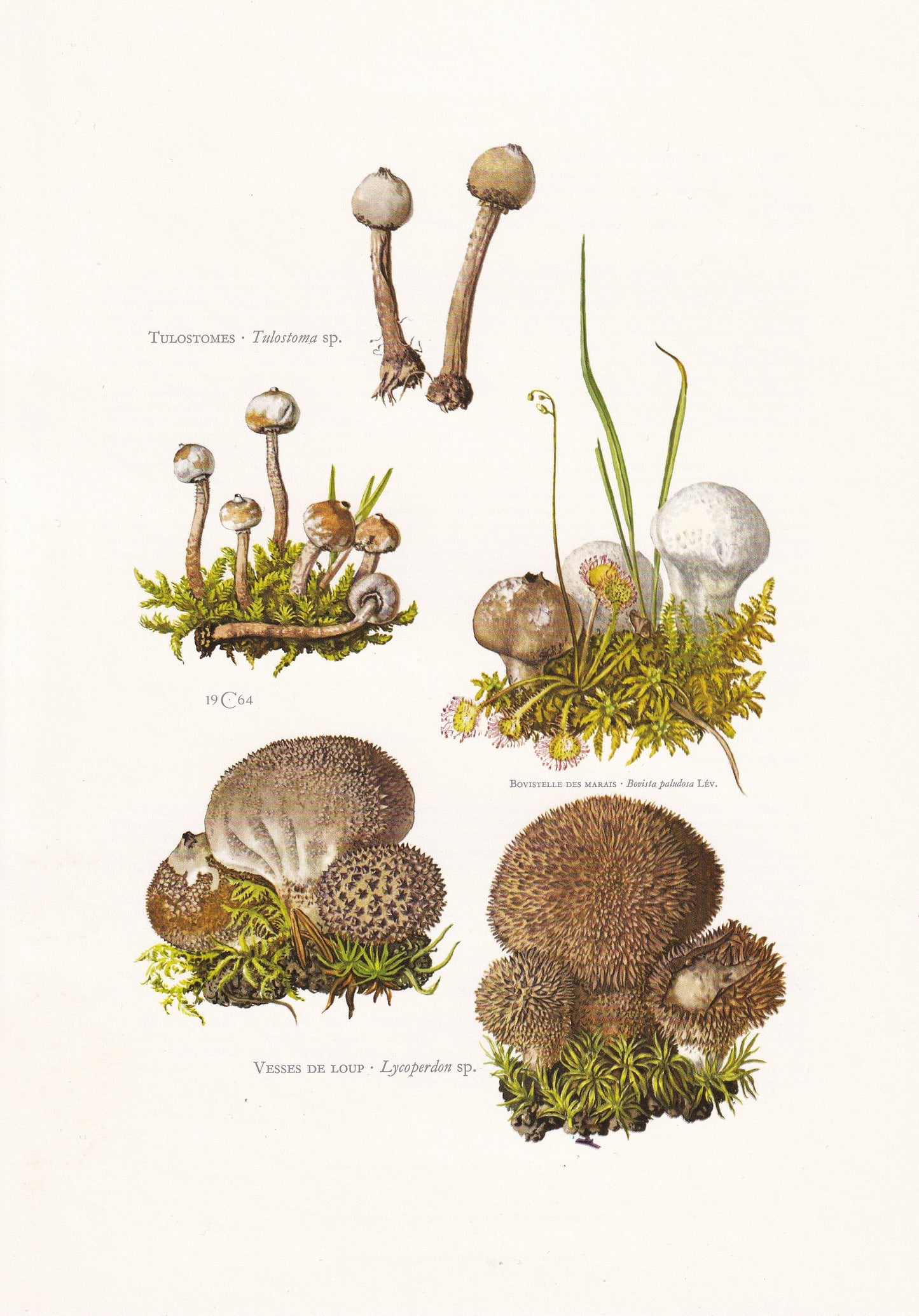 1960s LYCOPERDON PUFFBALL MUSHROOM Print - Mushroom Wall Art - Cottagecore - Mushroom Decor - 7.5 x 10.6 Inches