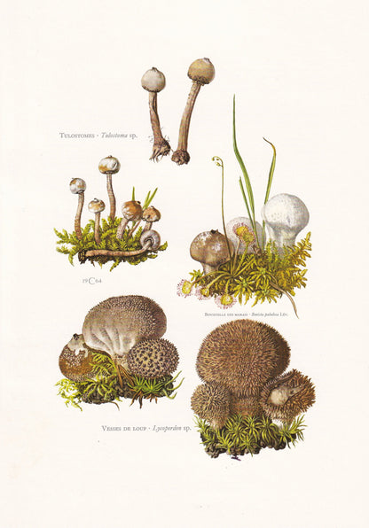 1960s LYCOPERDON PUFFBALL MUSHROOM Print - Mushroom Wall Art - Cottagecore - Mushroom Decor - 7.5 x 10.6 Inches