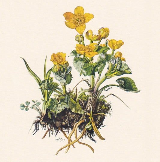 1960 MARSH MARIGOLD Print - Botanical Print - Flower Print - Flower Wall Art - Vintage Plant Print - 7.5 x 10.6 Inches