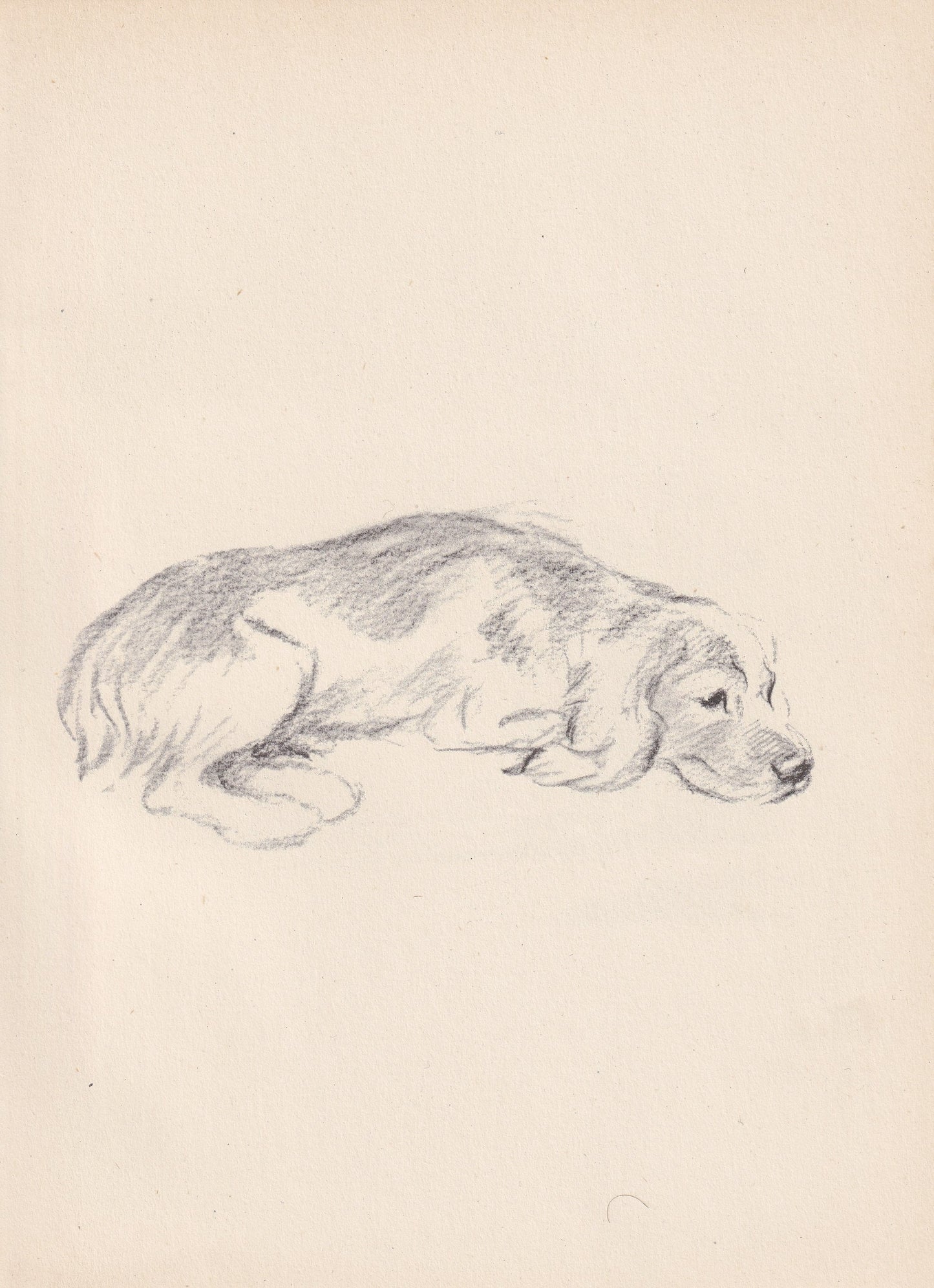 1946 ENGLISH FOXHOUND DOG Print - Lucy Dawson - Foxhound Art - Original Antique Dog Print - Dog Wall Art - Dog Gift - 7 x 9.5 Inches