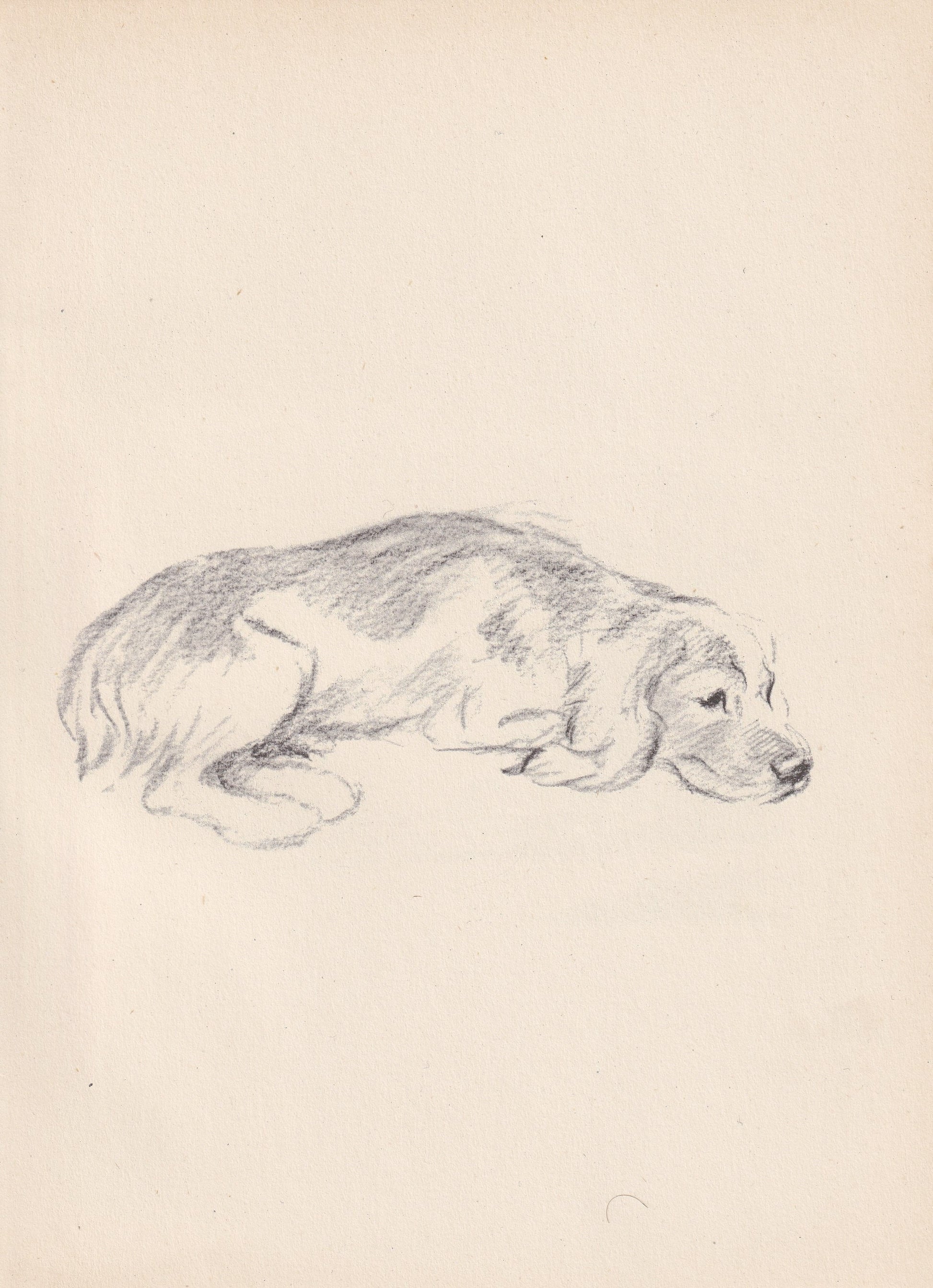 1946 ENGLISH FOXHOUND DOG Print - Lucy Dawson - Foxhound Art - Original Antique Dog Print - Dog Wall Art - Dog Gift - 7 x 9.5 Inches